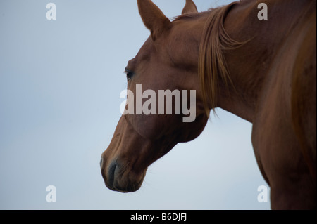 Tête de cheval contre ciel bleu crépuscule Banque D'Images