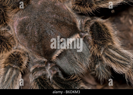 Chilien adultes aux cheveux rose tarantula, captive Banque D'Images