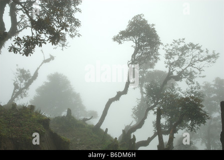 On abat des forêts de Rhododendron pour bois de chauffage, Jiri district, Népal Banque D'Images