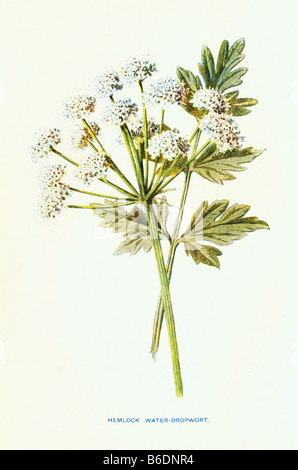 Enanthe erocata Filipendule vulgaire de l'eau de la pruche 19e siècle Illustration Frederick Edward Hulme b1841 D1909 Banque D'Images