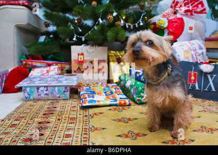 Cadeaux de Noël et un chien sous un arbre de Noël Banque D'Images