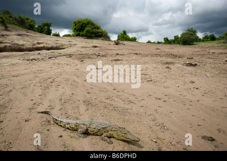 Afrique Botswana Chobe National Park Young Crocodile du Nil Crocodylus niloticus reposant sur des bancs de sable de rivière Chobe Banque D'Images