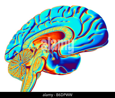 Cerveau. L'oeuvre de l'ordinateur d'une section à travers le cerveau en santé Banque D'Images