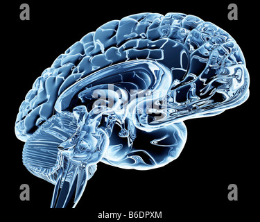 Cerveau. L'oeuvre de l'ordinateur d'une section à travers le cerveau en santé Banque D'Images