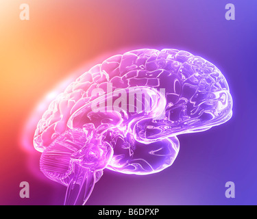 Cerveau. L'oeuvre de l'ordinateur d'une section à travers le cerveau en santé Banque D'Images