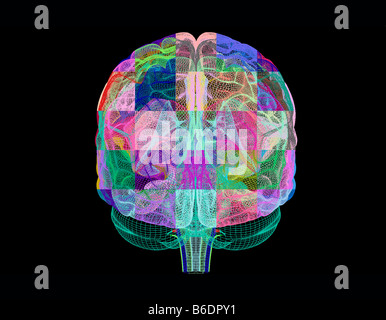 Cerveau humain, vue frontale, l'oeuvre de l'ordinateur. Banque D'Images