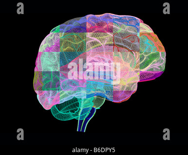 Cerveau humain, l'oeuvre de l'ordinateur. L'avant du cerveau est à droite. Banque D'Images