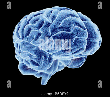 Cerveau humain, vue oblique, d'art de l'ordinateur. Lavis du cerveau est à droite. Banque D'Images