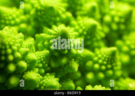 Chou-fleur Romanesco. aromanesco la tête de chou-fleur Banque D'Images