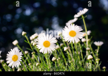 Leucanthemum x superbum fleurs Daisy, Maryland, USA Banque D'Images