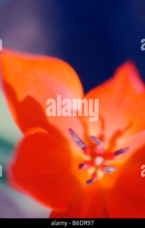 Feuilles étroites tulip Tulipa linifolia, Close up Banque D'Images