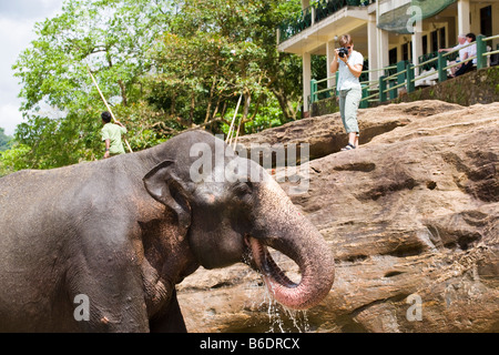 Un touriste en prenant une photo d'un éléphant à l'orphelinat des éléphants de Pinnawela (Sri Lanka) Banque D'Images