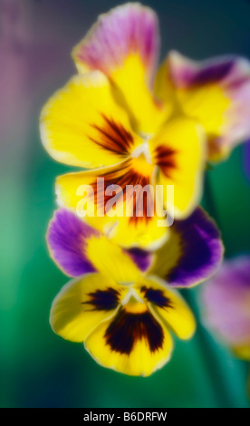 Pensées. Viola x wittrockiana. Photographié en mai. Banque D'Images