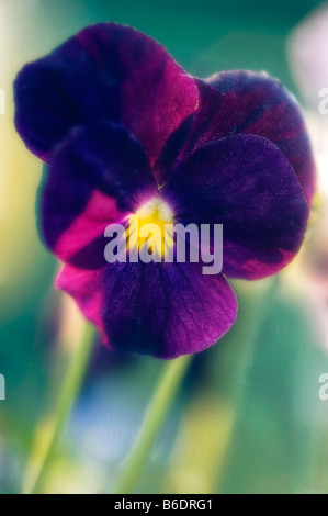 Pensées. Viola x wittrockiana. Photographié en mai. Banque D'Images