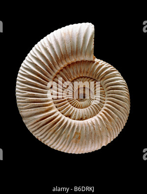 Ammonite fossile. Les ammonites ont disparu des invertébrés marins. Ils ont d'abord paru dans le LateSilurian au début de période dévonienne. Banque D'Images