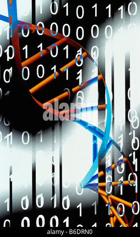 L'informatique biologique. Ordinateur conceptuel de l'oeuvre avec une molécule d'ADN code binaire, représentant l'informatique biologique. Banque D'Images