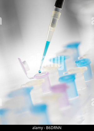 La préparation des flacons échantillons. Pipeter utilisés pour ajouter un liquide à un flacon. Banque D'Images