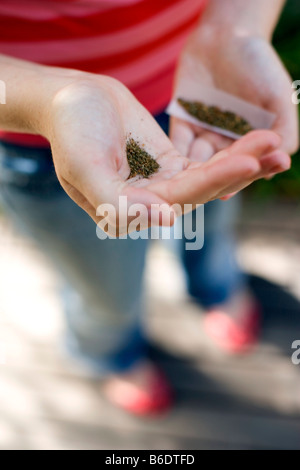 L'usage du cannabis. Teenage girl préparer une cigarette à base de tabac et de cannabis. Banque D'Images