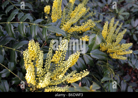 MAHONIA X MEDIA EN COURS DE L'AG en début de décembre Banque D'Images