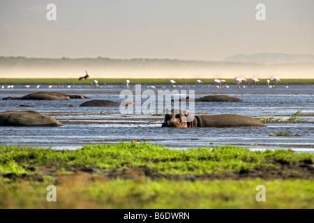 L'Afrique du Sud, Saint Lucia, une plus grande Sint Lucia Wetlands, hippopotames ( Hippopotamus ) Banque D'Images