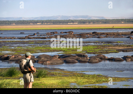 L'Afrique du Sud, Saint Lucia, une plus grande Sint Lucia Wetlands, hippopotames ( Hippopotamus ) et ranger. Banque D'Images