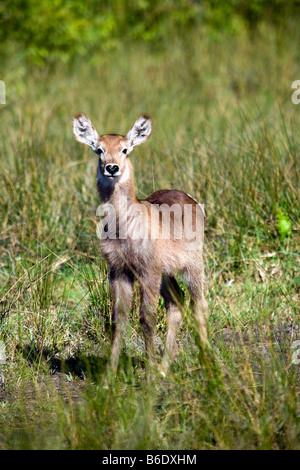 L'Afrique du Sud, Saint Lucia, une plus grande Sint Lucia Wetlands, waterbuck Banque D'Images