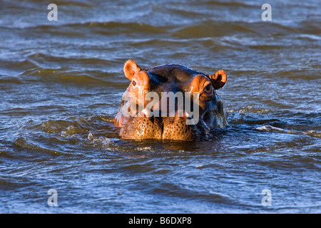 L'Afrique du Sud, Saint Lucia, une plus grande Sint Lucia Wetlands, Hippo ( Hippopotamus ) Banque D'Images