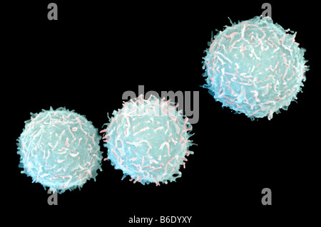 Les globules blancs myéloïdes, couleur de l'analyse des électrons Microphotographie (SEM) des droits de cellules de sang blanches trouvées dans la moelle osseuse. Banque D'Images