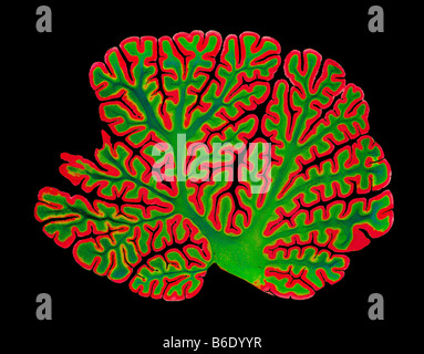 Structure du cervelet. Microphotographie lumière colorée d'une section à travers le très cerebellumof plié le cerveau. Banque D'Images