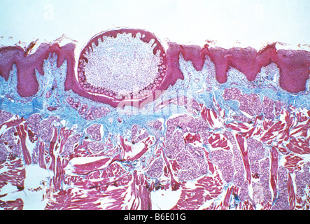 La surface de la langue. Microphotographie lumière d'une section à travers la surface d'une langue. Banque D'Images