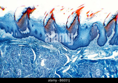 Papilles de la langue, de la lumière de l'article par alongitudinal micrograph Papilles filiformes sur la surface de la langue. Banque D'Images