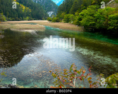 Le Reed Lake, Jiuzhaigou, province du Sichuan, en République populaire de Chine Banque D'Images