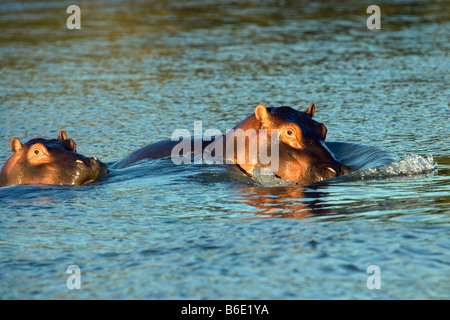 L'Afrique du Sud, Saint Lucia, une plus grande Sint Lucia Wetlands, hippopotames ( Hippopotamus ) Banque D'Images