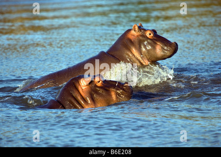 L'Afrique du Sud, Saint Lucia, une plus grande Sint Lucia Wetlands, hippopotames ( Hippopotamus ) Banque D'Images