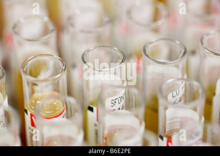 Des échantillons de sang. Un code-barres tubes à essai contenant des échantillons de sang. Banque D'Images