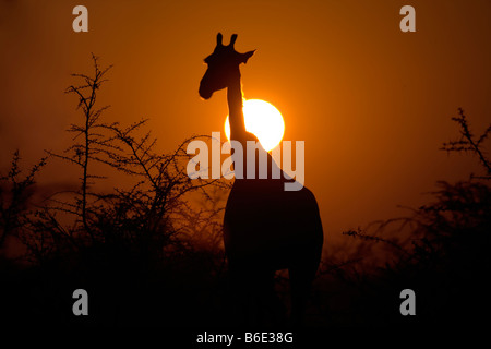 Girafe Silhouette dans Soleil Levant, Etosha National Park Banque D'Images