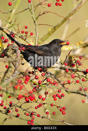 Turdus merula Blackbird de manger les baies d'aubépine rouge. Banque D'Images