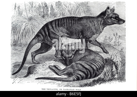 Thylacine ou loup de Tasmanie à tête de chien bouffant plus grand marsupial carnivore des temps modernes. Originaire de l'Australie continentale, tas Banque D'Images