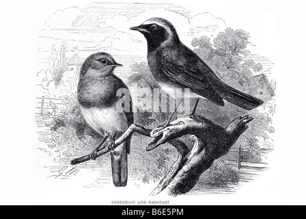 Erithacus rubecula aux abords Phoenicurus rougequeue rouges Banque D'Images