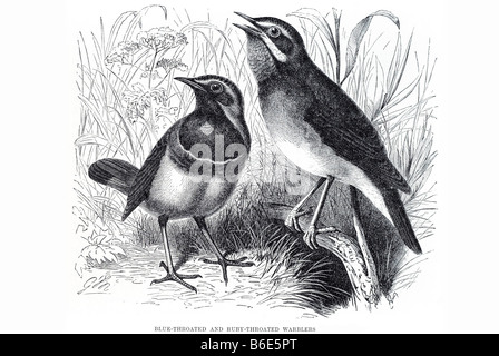 Paruline à gorge rubis bleu Passériformes oiseaux percheurs warblers ils ne sont pas particulièrement étroitement liés, mais partager quelques chara Banque D'Images