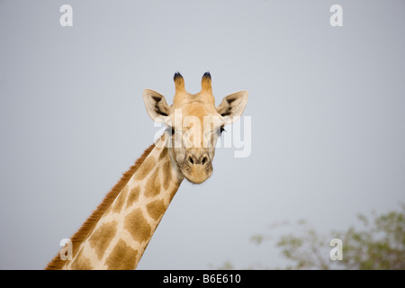 Giraffe réticulée se lécher les lèvres, Plateau de Waterberg National Park, Namibie Banque D'Images