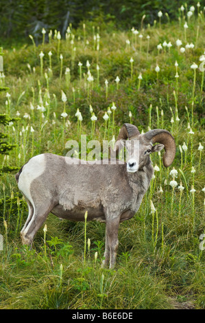 Mouflons dans bear grass meadow à Logan Pass Le Glacier National Park du Montana Banque D'Images