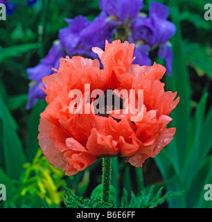 Close up photo de Papaver orientale Effendi Banque D'Images