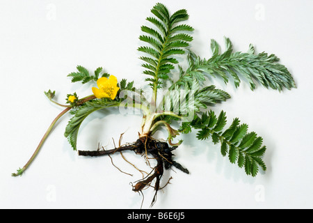 L'herbe, de l'Oie Sauvage, Silverweed (Potentilla anserina) Tansy, plante à fleurs, studio photo Banque D'Images