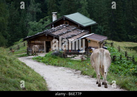 Balades sur le sentier des vaches vers stable sur Priesberg près de Gap Alpes de Berchtesgaden Königssee, Allemagne Août 2008 Banque D'Images