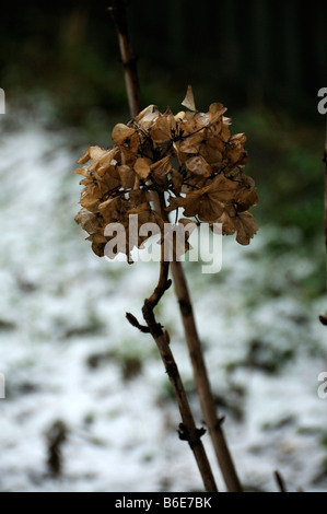 À l'hiver de la tête d'hortensias Banque D'Images