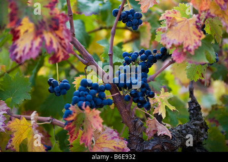 Prêt pour la récolte des raisins mûris dans une vigne près d'Aigne, Aude, Languedoc-Roussillon, France Banque D'Images