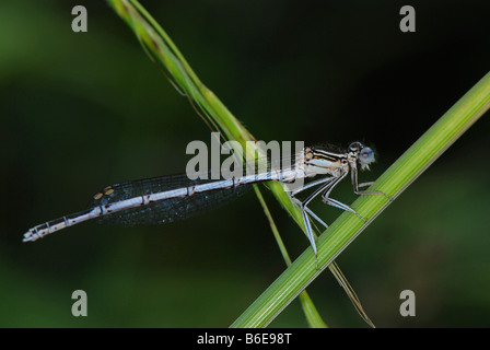 Close-up d'un homme adulte à pattes blanches libellule reposant sur une tige. Banque D'Images