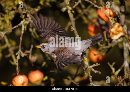 F Turdus Fieldfare sur les pommes d'hiver Norfolk Banque D'Images