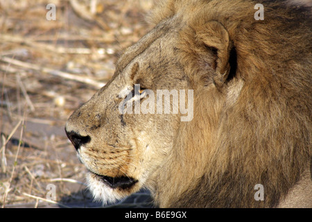 Young male lion dans la réserve de Linyanti, le Botswana, l'Afrique. Banque D'Images